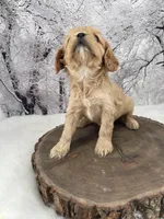 Female # 4, a female Cockalier for sale in Kress, TX – Photo 4 of 4