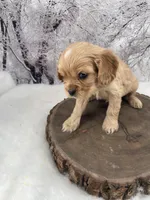 Female # 4, a female Cockalier for sale in Kress, TX – Photo 2 of 4