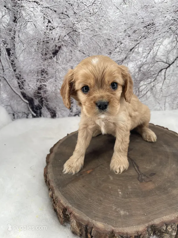 Female # 4, a female Cockalier for sale in Kress, TX – Photo 1 of 4