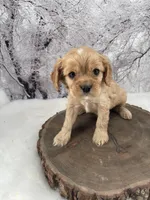 Female # 4, a female Cockalier for sale in Kress, TX – Photo 1 of 4