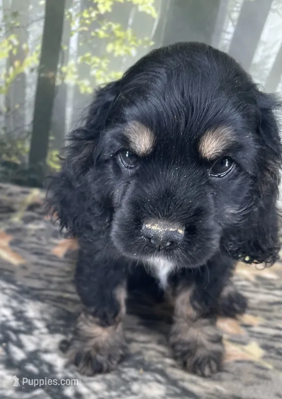 Male # 2 – Cockalier puppy for sale in Kress, TX