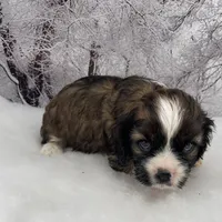 Male # 3, a male Cockalier for sale in Kress, TX – Photo 2 of 4