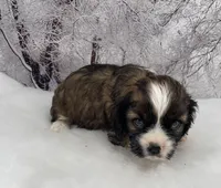 Male # 3, a male Cockalier for sale in Kress, TX – Photo 2 of 4
