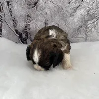 Male # 3, a male Cockalier for sale in Kress, TX – Photo 4 of 4