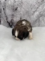 Male # 3, a male Cockalier for sale in Kress, TX – Photo 4 of 4