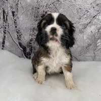Male # 3, a male Cockalier for sale in Kress, TX – Photo 1 of 4