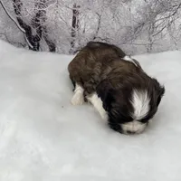 Male # 3, a male Cockalier for sale in Kress, TX – Photo 3 of 4