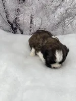 Male # 3, a male Cockalier for sale in Kress, TX – Photo 3 of 4