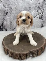 Male # 5, a male Cockalier for sale in Kress, TX – Photo 3 of 4