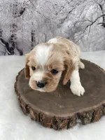 Male # 5, a male Cockalier for sale in Kress, TX – Photo 2 of 4