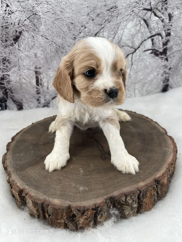 Male # 5, a male Cockalier for sale in Kress, TX – Photo 1 of 4
