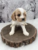 Male # 5, a male Cockalier for sale in Kress, TX – Photo 1 of 4