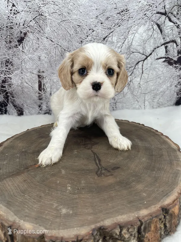 Male # 6, a male Cockalier for sale in Kress, TX – Photo 1 of 4