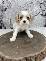 Male # 6, a male Cockalier for sale in Kress, TX – Photo 1 of 4