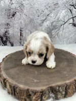 Male # 6, a male Cockalier for sale in Kress, TX – Photo 3 of 4
