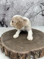 Male # 6, a male Cockalier for sale in Kress, TX – Photo 2 of 4