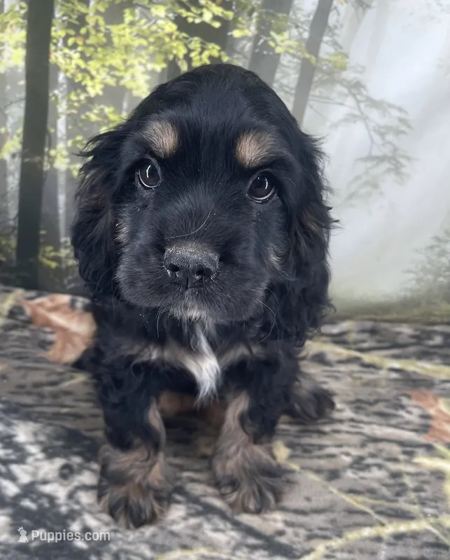 Male # 2 – Cockalier puppy for sale in Kress, TX