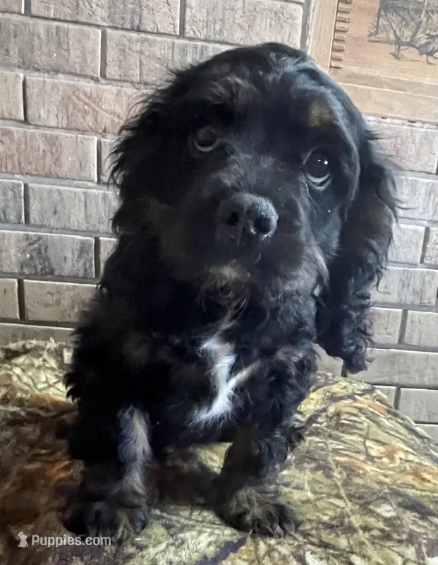 Male # 3 – Cockalier puppy for sale in Kress, TX