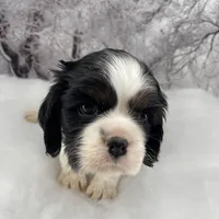 Female # 1, a female Cockalier for sale in Kress, TX – Photo 1 of 4