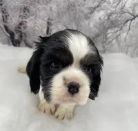 Female # 1, a female Cockalier for sale in Kress, TX – Photo 1 of 4