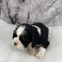 Female # 1, a female Cockalier for sale in Kress, TX – Photo 3 of 4