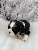 Female # 1, a female Cockalier for sale in Kress, TX – Photo 3 of 4
