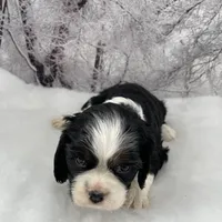 Female # 1, a female Cockalier for sale in Kress, TX – Photo 4 of 4