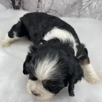 Female # 1, a female Cockalier for sale in Kress, TX – Photo 2 of 4