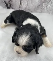 Female # 1, a female Cockalier for sale in Kress, TX – Photo 2 of 4