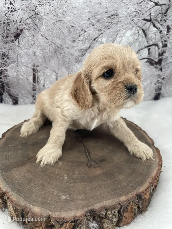 Female # 5, a female Cockalier for sale in Kress, TX – Photo 1 of 4