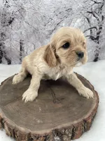 Female # 5, a female Cockalier for sale in Kress, TX – Photo 1 of 4