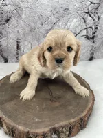 Female # 5, a female Cockalier for sale in Kress, TX – Photo 2 of 4