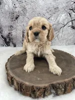 Female # 5, a female Cockalier for sale in Kress, TX – Photo 4 of 4