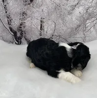 Male # 4, a male Cockalier for sale in Kress, TX – Photo 2 of 5