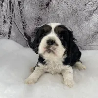 Male # 4, a male Cockalier for sale in Kress, TX – Photo 1 of 6
