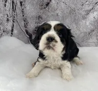 Male # 4, a male Cockalier for sale in Kress, TX – Photo 1 of 5