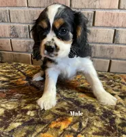 Male # 4, a male Cockalier for sale in Kress, TX – Photo 6 of 6