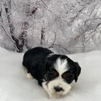 Male # 4, a male Cockalier for sale in Kress, TX – Photo 5 of 6