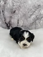 Male # 4, a male Cockalier for sale in Kress, TX – Photo 5 of 5