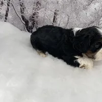 Male # 4, a male Cockalier for sale in Kress, TX – Photo 4 of 6