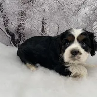 Male # 4, a male Cockalier for sale in Kress, TX – Photo 3 of 6