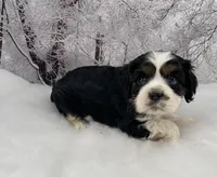 Male # 4, a male Cockalier for sale in Kress, TX – Photo 3 of 5
