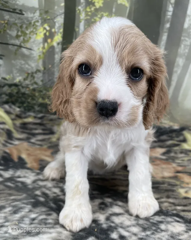 Female # 4 – Cockalier puppy for sale in Kress, TX