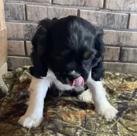 Male # 1 reduced , a male Cockalier for sale in Kress, TX – 2 of 10