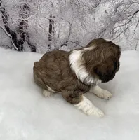 Male # 2, a male Cockalier for sale in Kress, TX – Photo 2 of 5