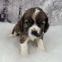 Male # 2, a male Cockalier for sale in Kress, TX – Photo 1 of 6