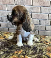 Male # 2, a male Cockalier for sale in Kress, TX – Photo 6 of 6