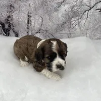 Male # 2, a male Cockalier for sale in Kress, TX – Photo 4 of 6