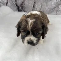 Male # 2, a male Cockalier for sale in Kress, TX – Photo 3 of 6