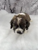 Male # 2, a male Cockalier for sale in Kress, TX – Photo 3 of 5